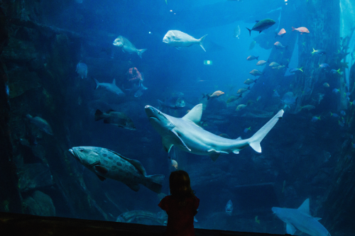 Melbourne Aquarium